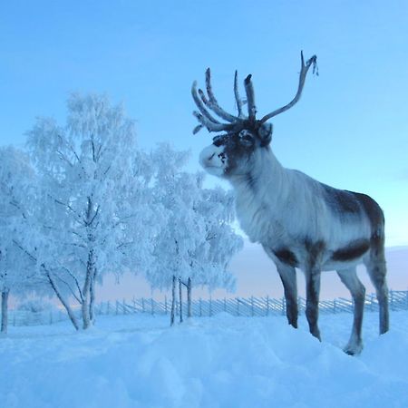 Jukkasjärvi Reindeer Lodge מראה חיצוני תמונה
