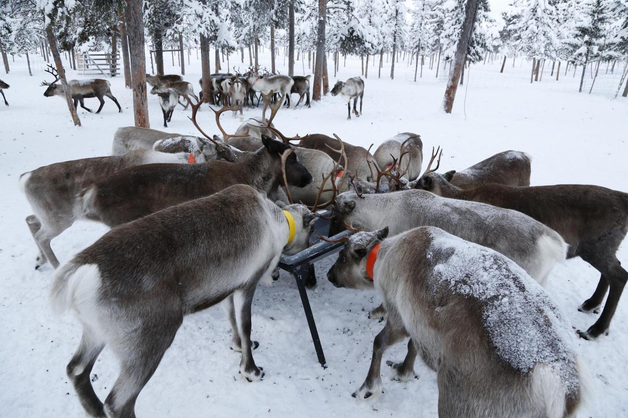 Jukkasjärvi Reindeer Lodge מראה חיצוני תמונה