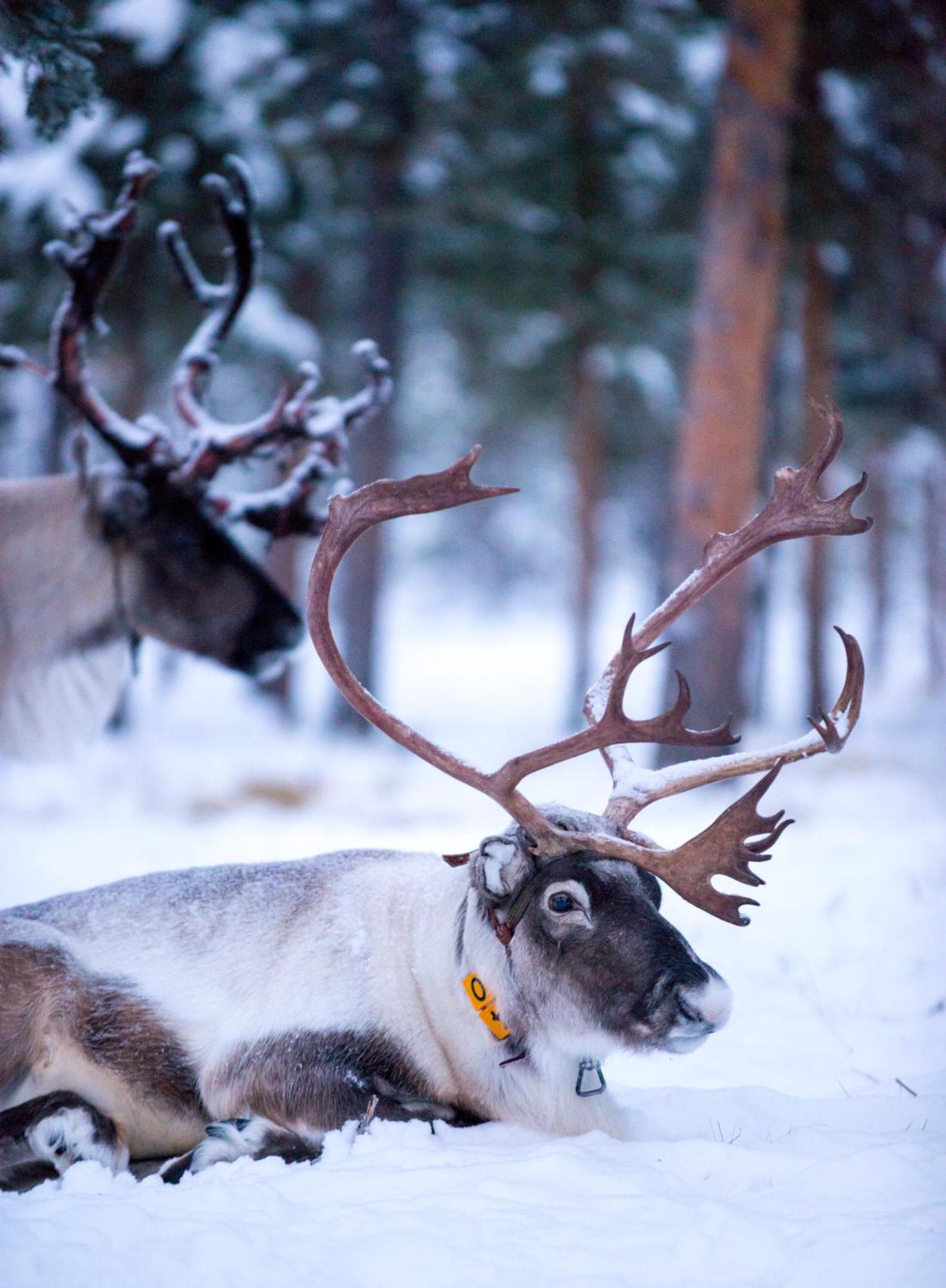Jukkasjärvi Reindeer Lodge מראה חיצוני תמונה