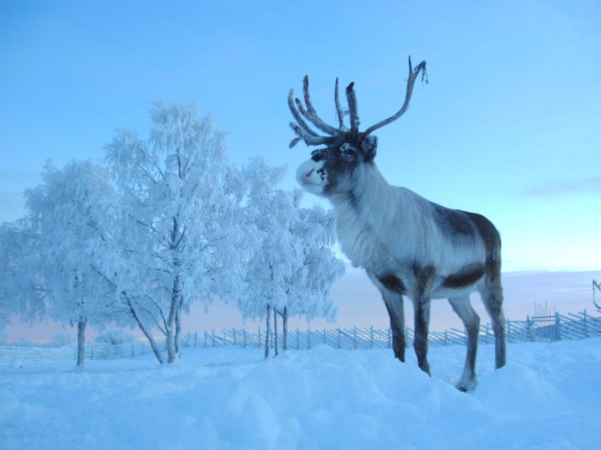 Jukkasjärvi Reindeer Lodge מראה חיצוני תמונה