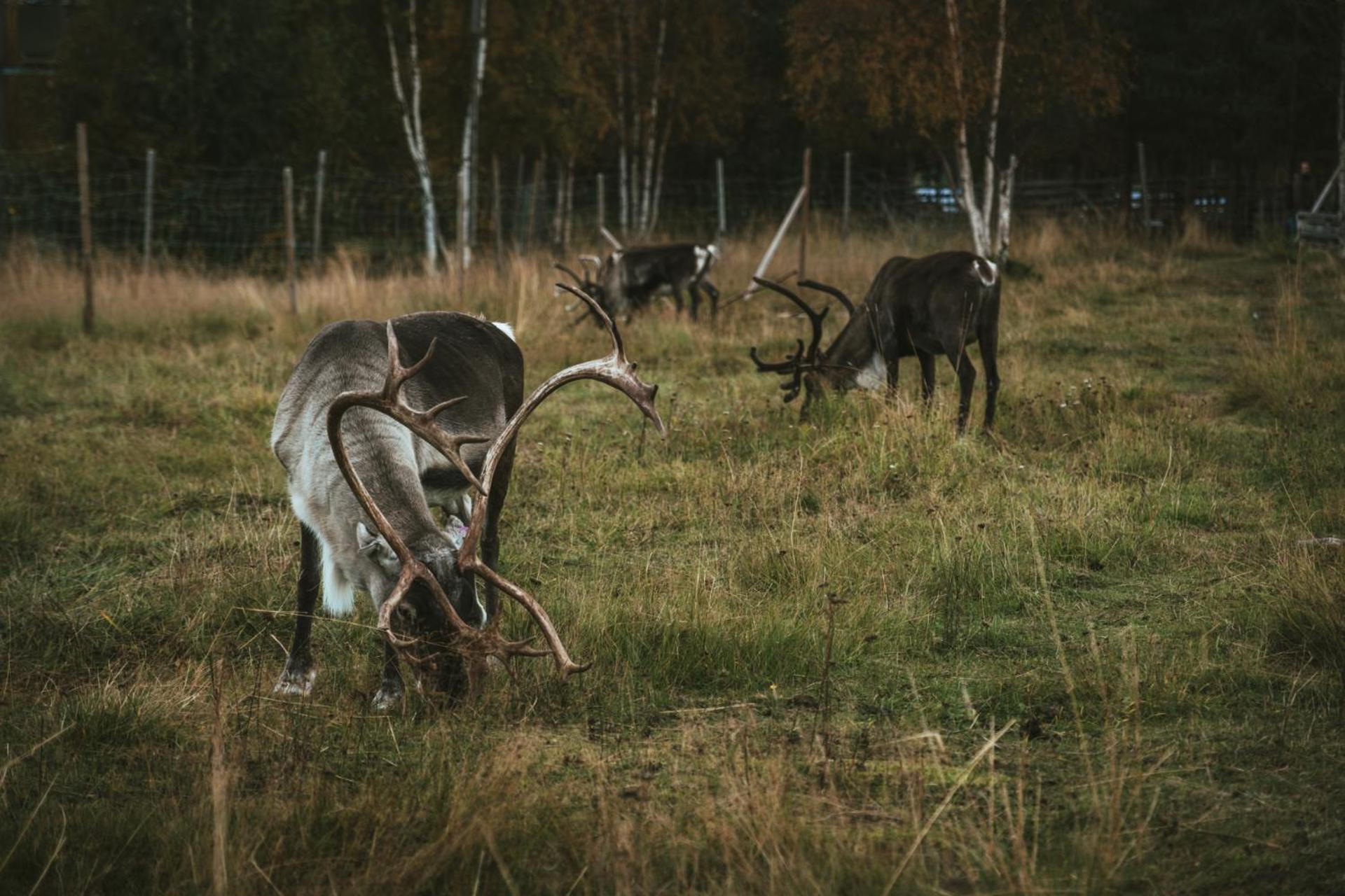 Jukkasjärvi Reindeer Lodge מראה חיצוני תמונה